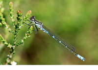 Male. May 2006, Kalmthoutse Heide, Kalmthout, prov. Antwerpen, BE