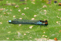 Mature male. May 2010, Etang d'Amel, dept. de la Meuse, FR