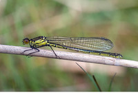 Teneral female. May 2010, Woldlakebos, NP De Weerribben, prov. Overijssel, NL