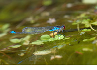 Male. August 2019, Barrage du Tavulaghju, Galéria, Haute-Corse, FR