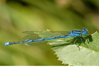 Male. July 2007, riv. Gardon, Pont du Gard, dept. Gard, FR