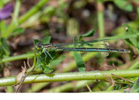 Female. April 2019, Reservoir Sidi El Barak, Nefza, Béja, TN