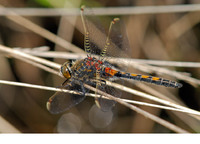 Young male. May 2006, Kalmthoutse Heide, prov. Antwerpen, BE