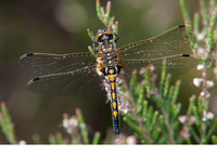 Young female. May 2011, Kalmthoutse Heide, prov. Antwerpen, BE