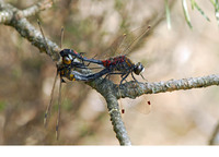 Copula. May 2006, Kalmthoutse Heide, prov. Antwerpen, BE
