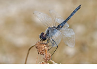 Male. July 2010, Lake Velo Blato, Island Pag, HR