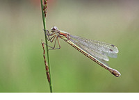 Female. August 2005, Ruwmortelven, Niel-bij-As, prov. Limburg, BE