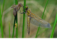 Newly emerged female with exuvium. June 2006, Monniksvijver, Houthalen-Helchteren, BE