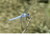 Adult male. July 2006, Suze-la-Rousse, dept. Drôme, FR