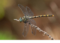 O. f. unguiculatus female. July 2017, Rio Guadiaro, Jimera de Libar, Andalucia, ES
