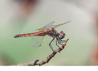Mature female. June 2019, Koycegiz, Mugla, TR