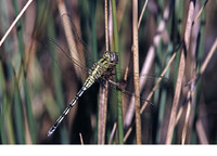 Female. October 2005, Embalse de Arrocampo-Almaraz, Extremadura, ES