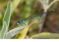 P. p. nitidula male with extensive dark pigmentation. June 2011, Mylopotamos, Kythera, GR