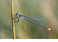 Male. August 2005, Kalmthoutse Heide, Kalmthout, prov. Antwerpen, BE