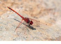 Adult male. June 2019, Sultaniye, Mugla, TR