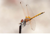 Young male. June 2019, Ekincik, Mugla, TR