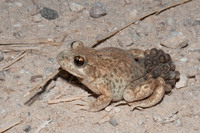 A. o. pertinax. June 2021, Font de Mariola, Alicante, Valencia, ES