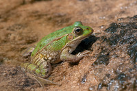 June 2021, Rio Cazuma, Bicorp, Valencia, ES