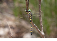 C. b. iberica male. June 2021, Rio Cazuma, Bicorp, Valencia, ES