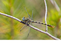 Male. June 2021, Rio Cazuma, Bicorp, Valencia, ES