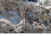 Freshly emerged female f. typica. June 2021, Rio Cazuma, Bicorp, Valencia, ES