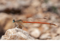 Male. June 2021, Rio Cazuma, Bicorp, Valencia, ES