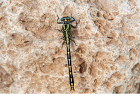 Adult male. June 2021. Rio Grande, Quesa, Valencia, ES