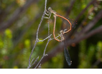 Copula. June 2021, Rio Cazuma, Bicorp, Valencia, ES