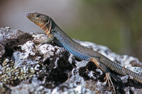 Adult male. October 1999, near MP Elonis monastery, Parnon Mountains, Peloponnese, GR