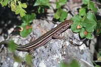 Adult female. October 1999, near MP Elonis monastery, Parnon Mountains, Peloponnese, GR