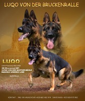 Luqo von der Bruckenralle