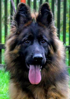 Mally Navaro Bohemia