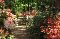 Jeli Arborétum