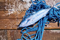 Omega-3