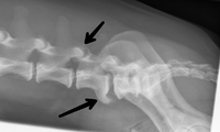 Hund med spondylosbryggor
