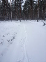 Metsälenkki oli onneksi ajettavassa kunnossa, lunta 5-8cm.