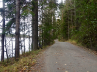 Mahtavaa metsätietä!
