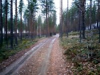 Aivan uskomatonta - Lintikon kangasmetsää helmikuussa 2020!