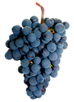 Bruñal