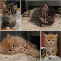 Kittens 5 weeks