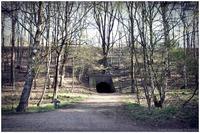 Duiker tussen Oosterbeek en Wolfheze