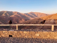 Krkavci u Mirador Risco de las Peñas