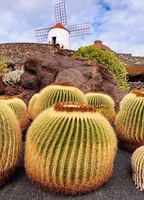 Jardin de Cactus