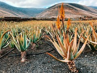 Aloe farma