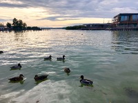 Neziderské jezero