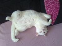 Jack