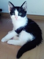 8-týždňové mača