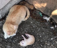 úplne bežná situácia na sídlisku