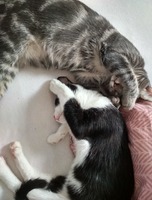 súrodenci adoptovaní spolu