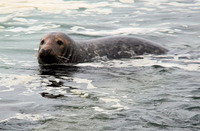 Several seals live in the Eastern Scheldt